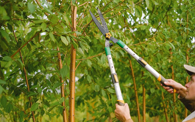 Tree trimming in Markham, IL